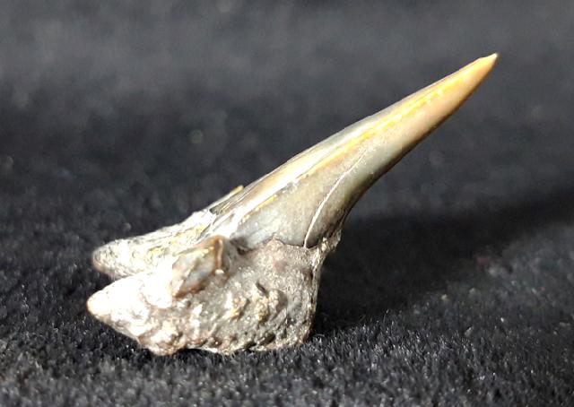 Cretalamna borealis (PRIEM 1897) - Bild &copy; FossNet FossilienStore